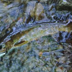 接近戦のイワナ釣り ～長良川水系～